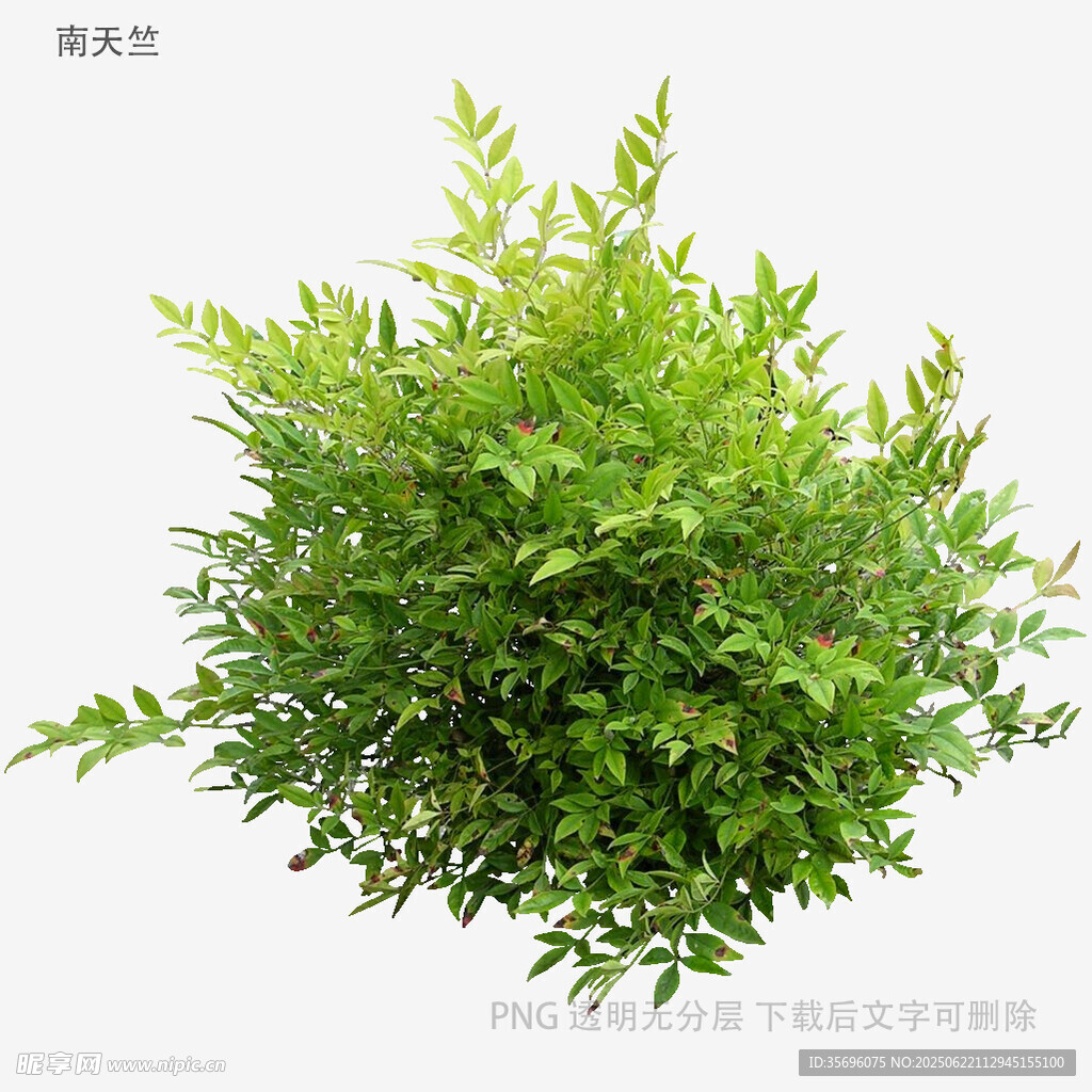 翠綠灌木植物特寫