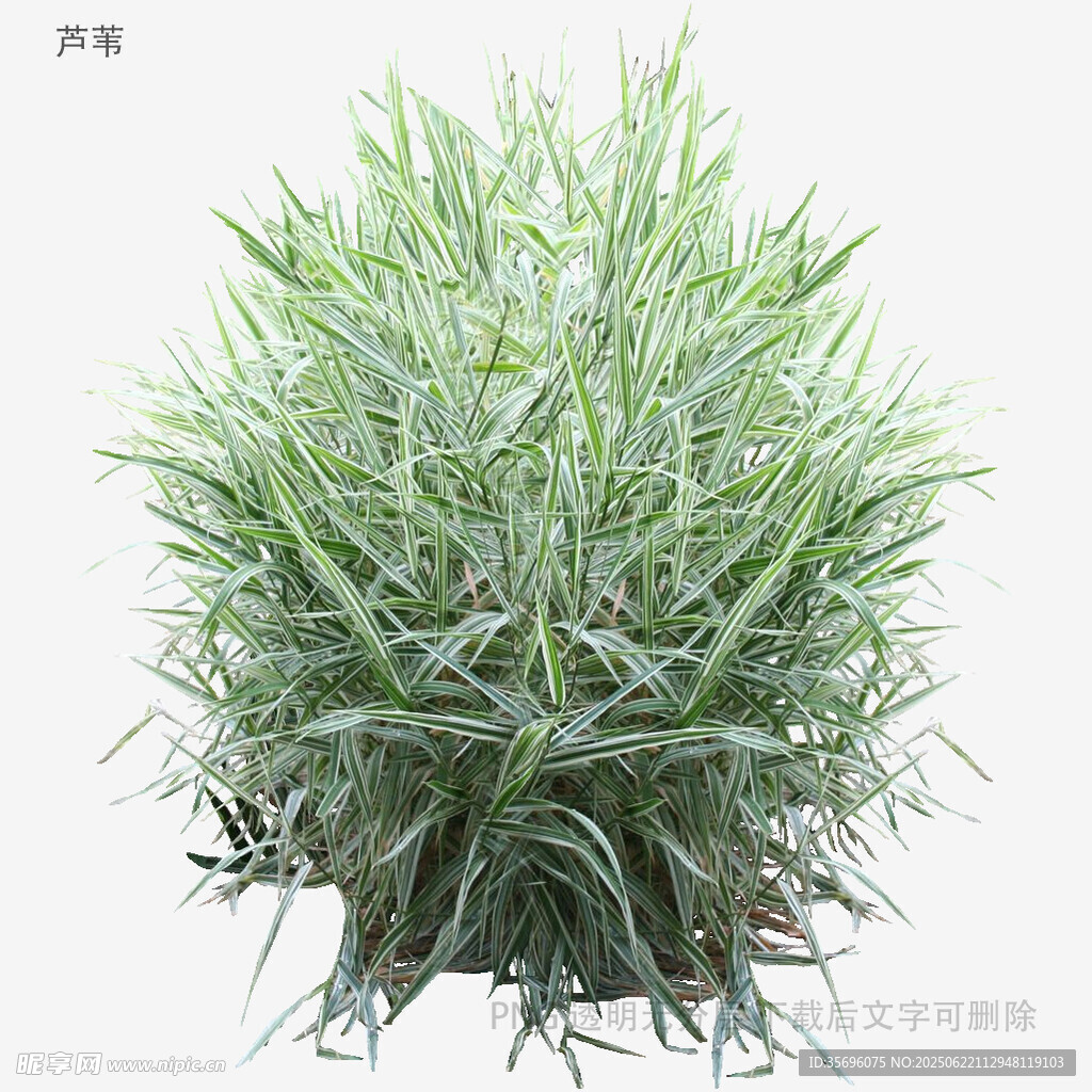 翠綠叢生草本植物