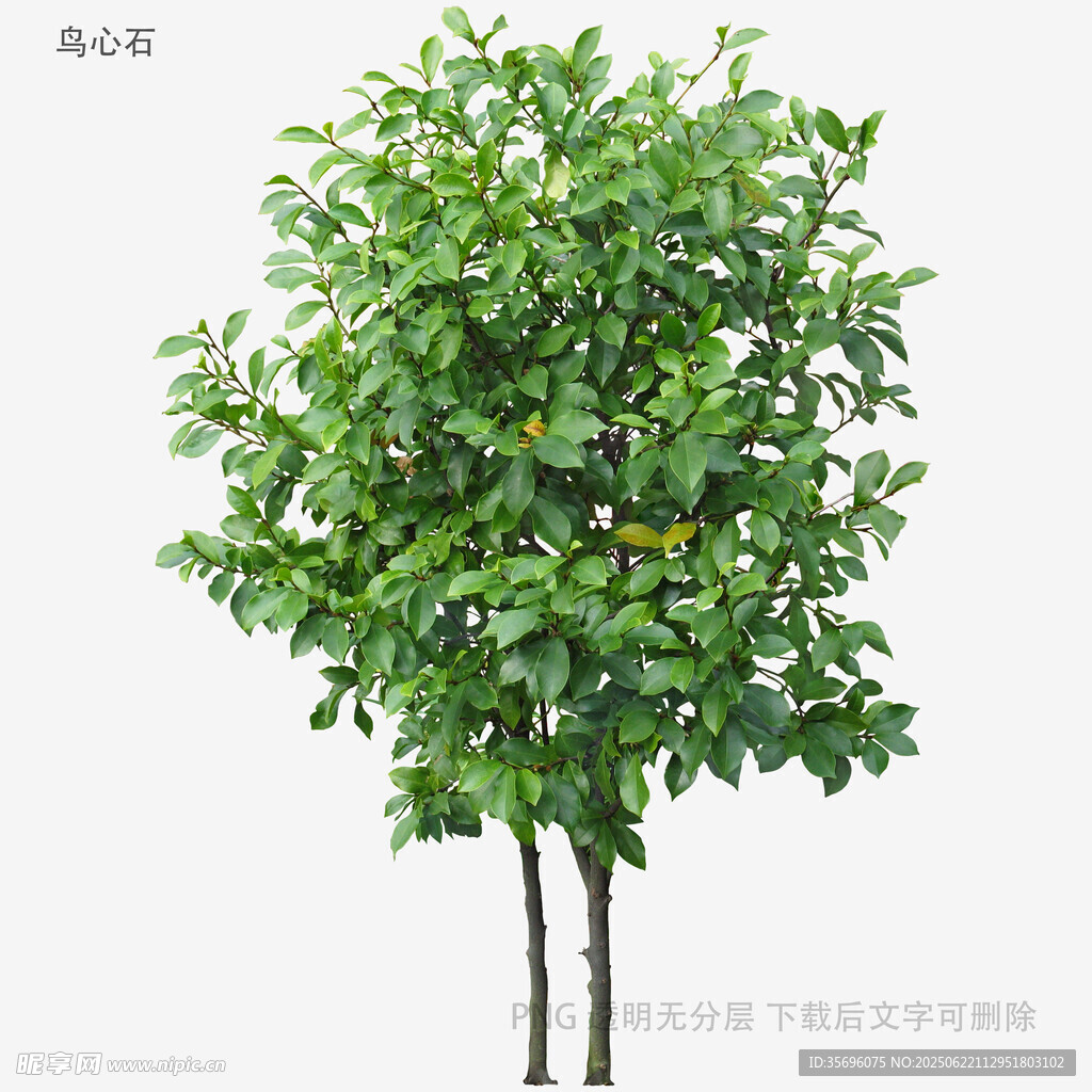 兩棵綠葉繁茂的樹(shù)木