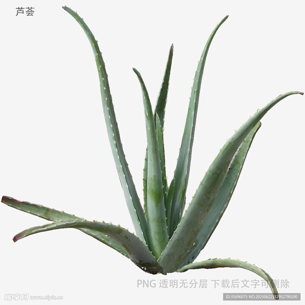 翠綠蘆薈植物特寫