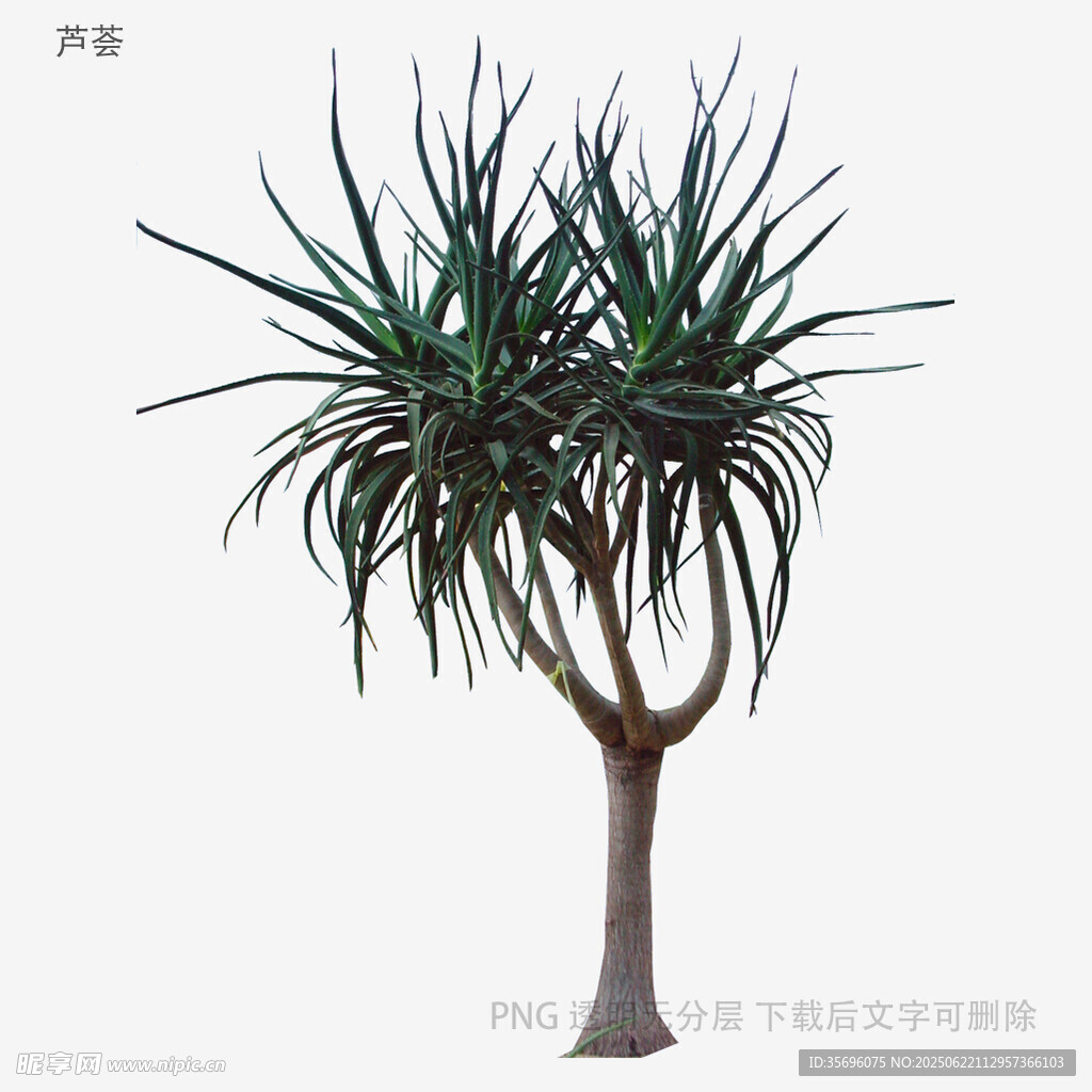 單株龍血樹3D模型展示