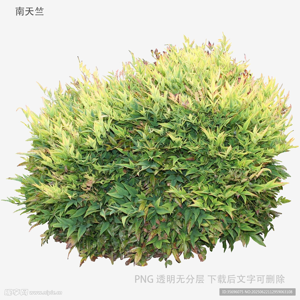 翠綠茂密的灌木植物