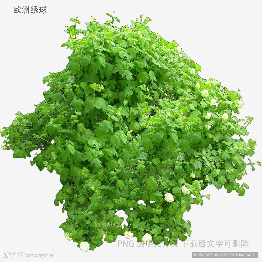 翠綠茂盛的垂吊綠植