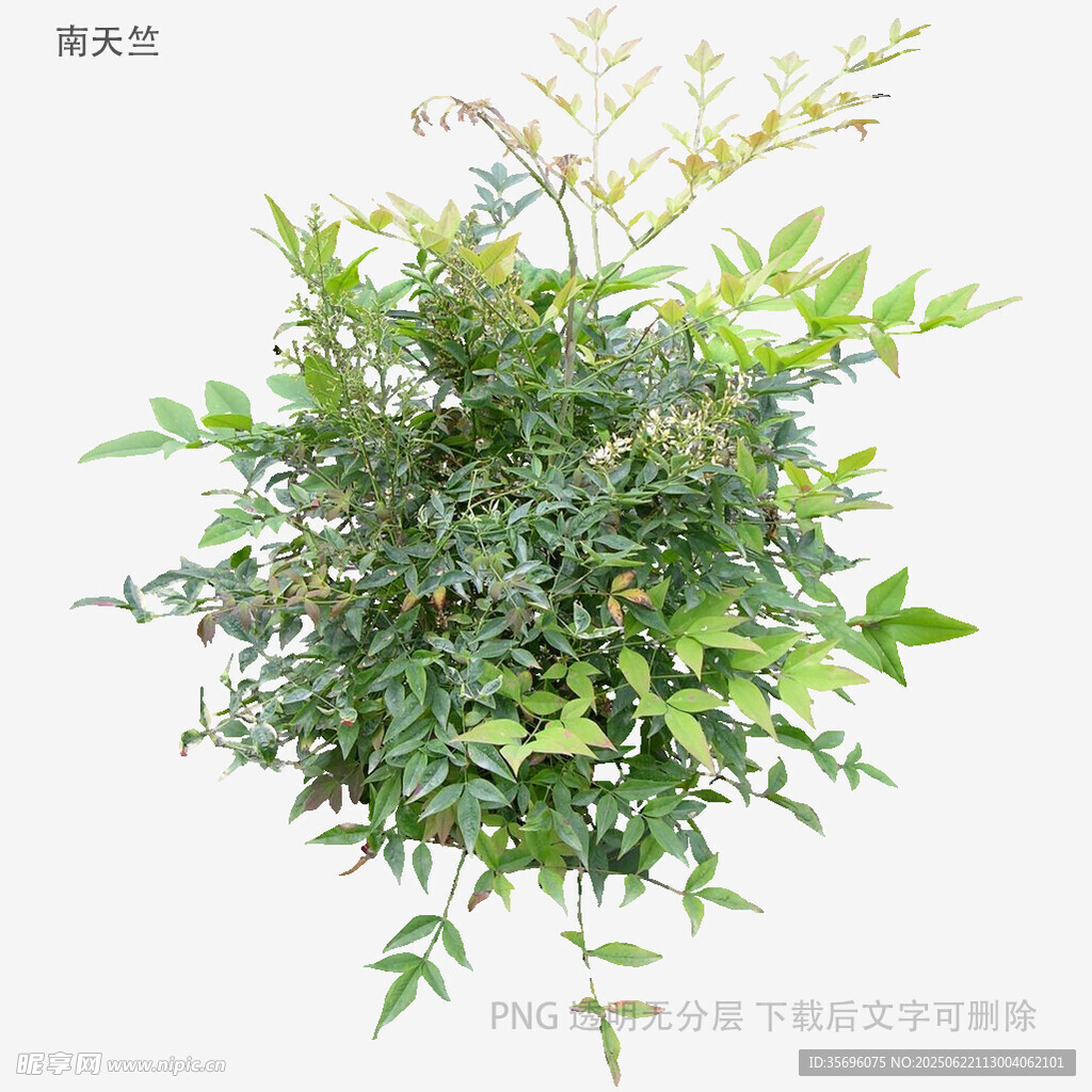 綠葉繁茂的植物景觀
