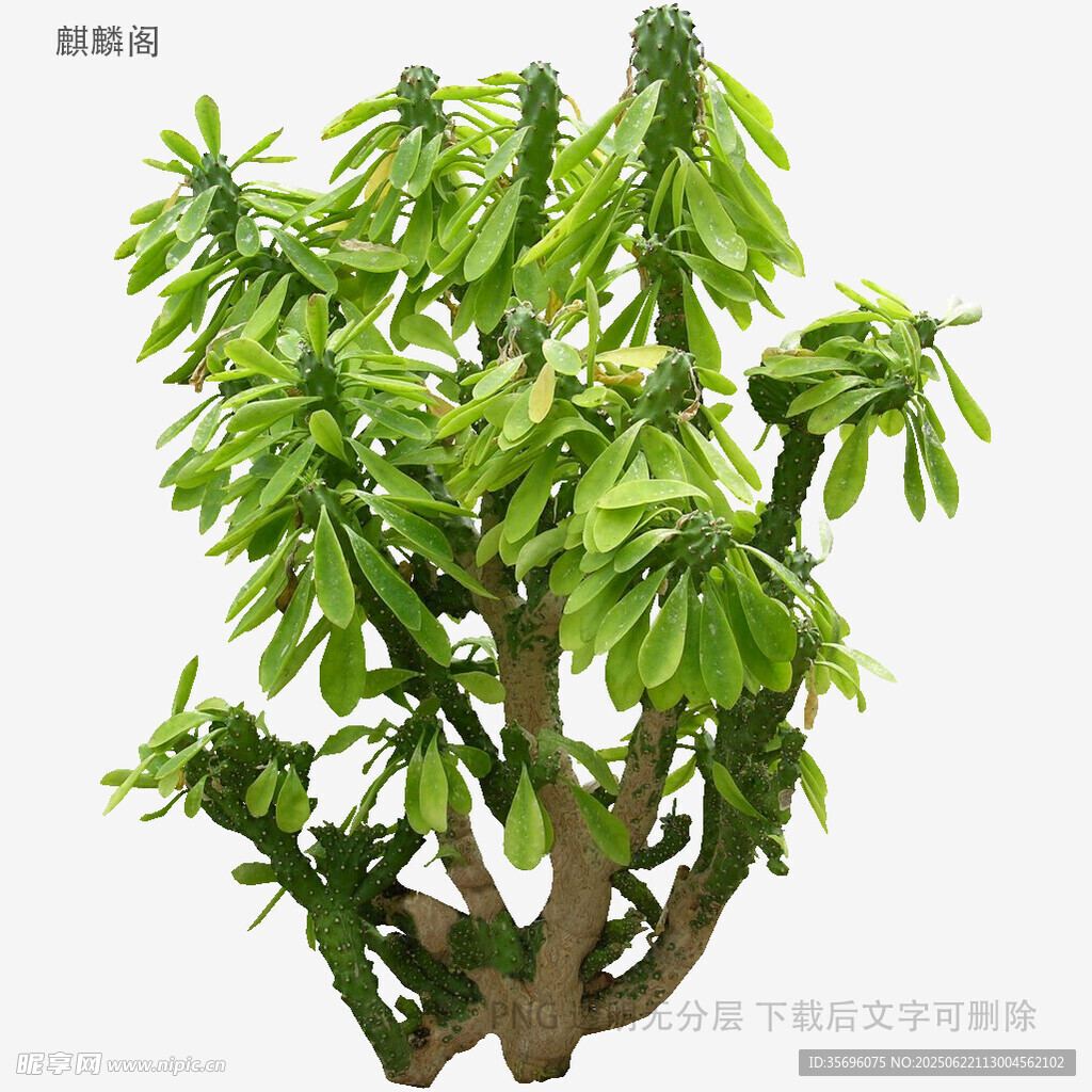 奇特造型的綠植盆景