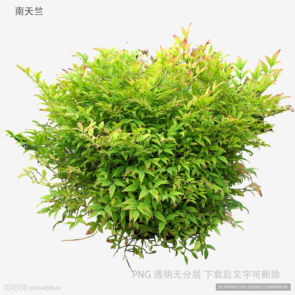 翠綠繁茂的綠植灌木