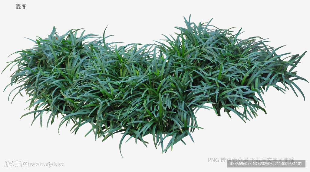 翠綠松針狀植物特寫