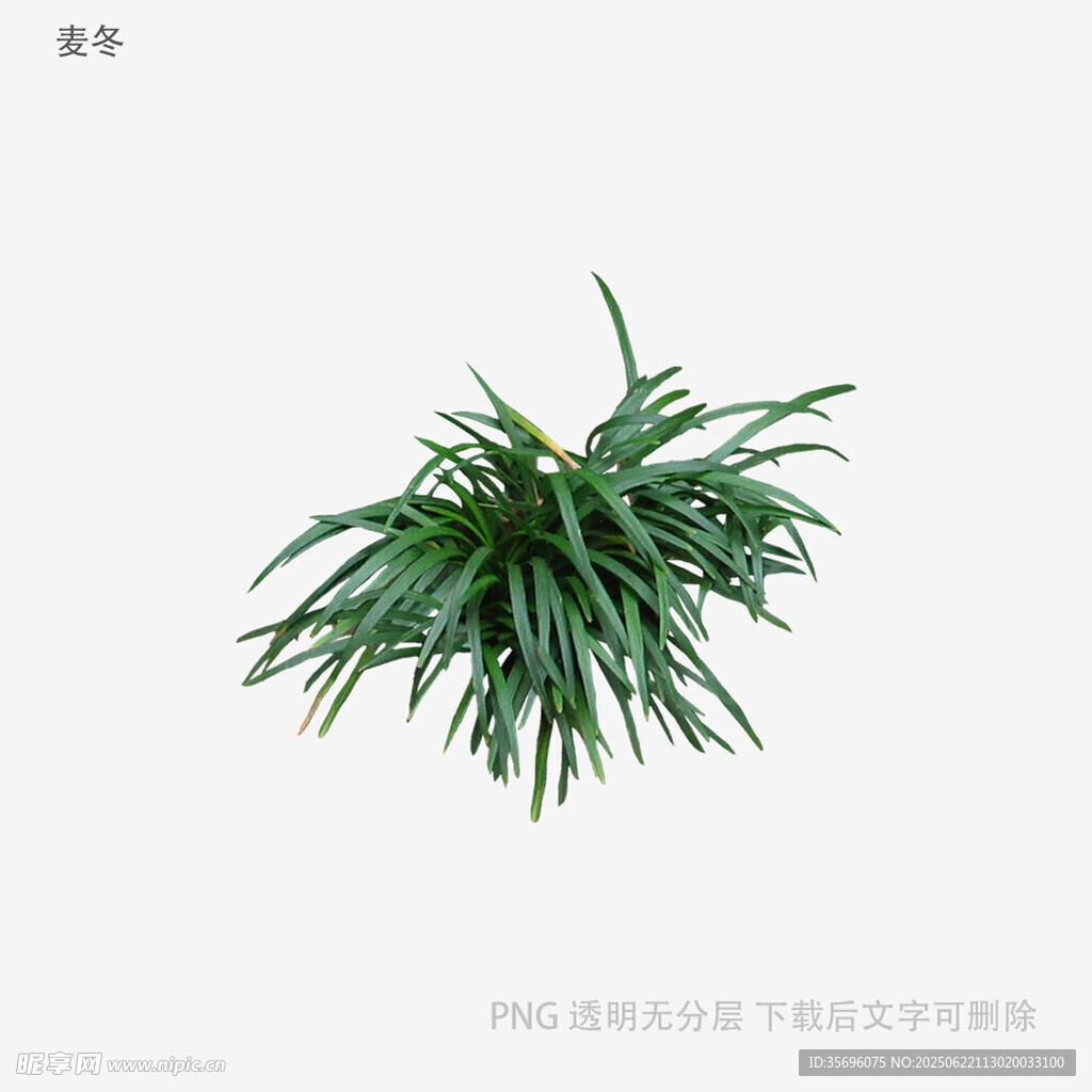 翠綠叢生草本植物