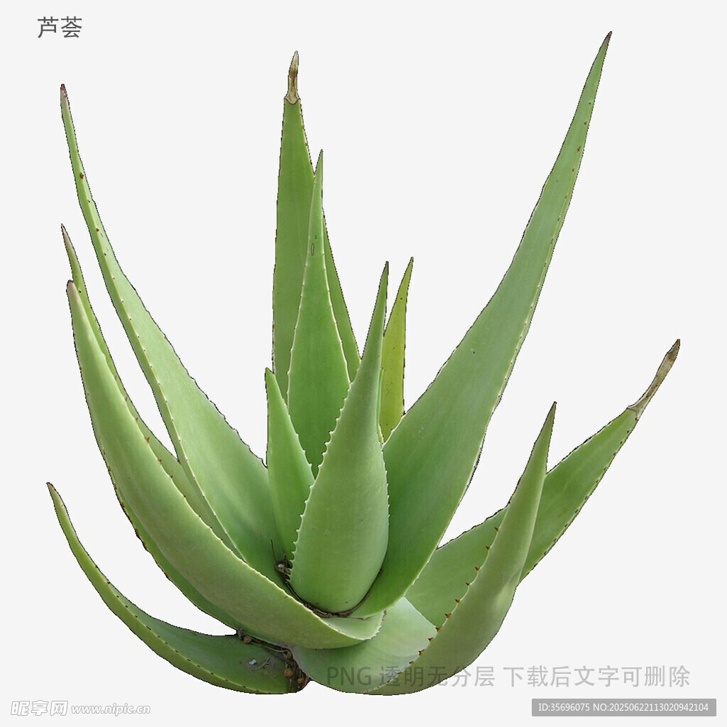 翠綠蘆薈植株特寫