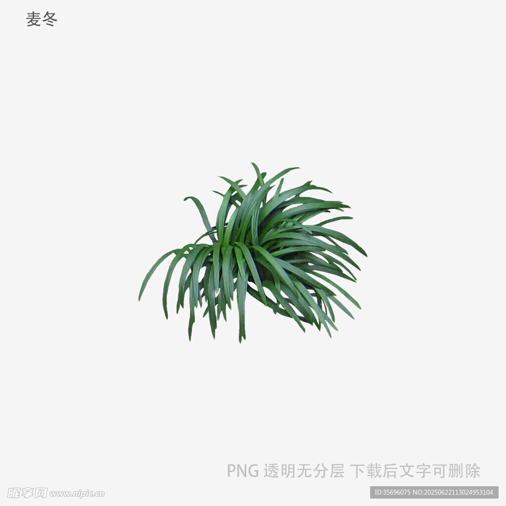 翠綠吊蘭植物特寫