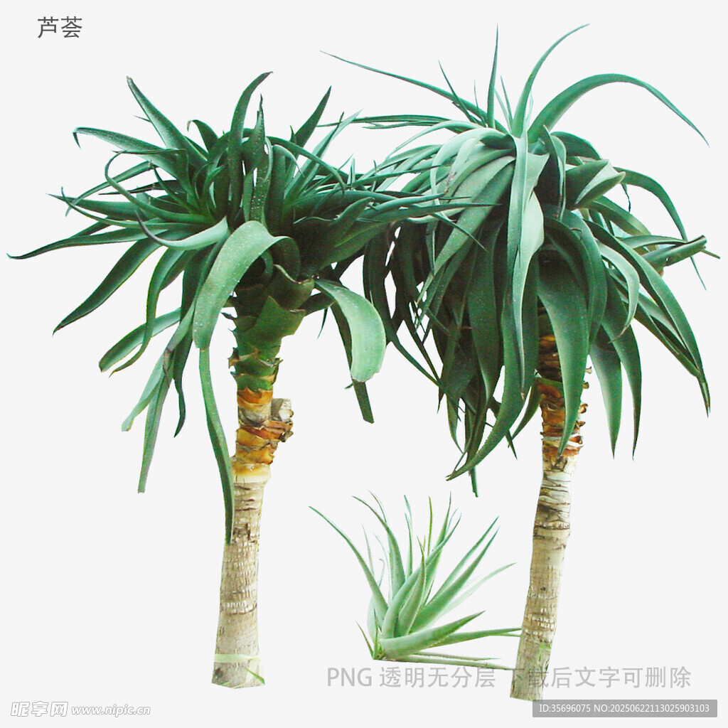 兩棵龍血樹植物展示圖