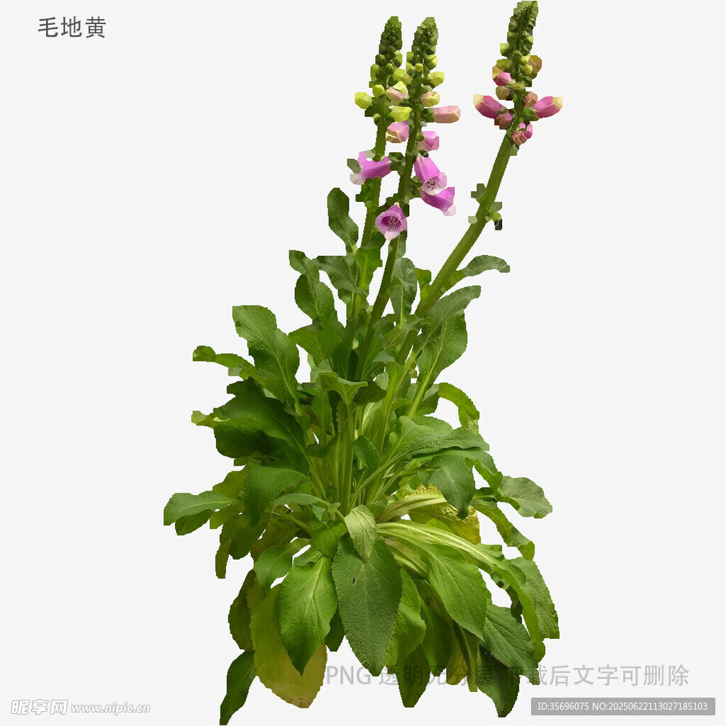 毛蕊花植物特寫