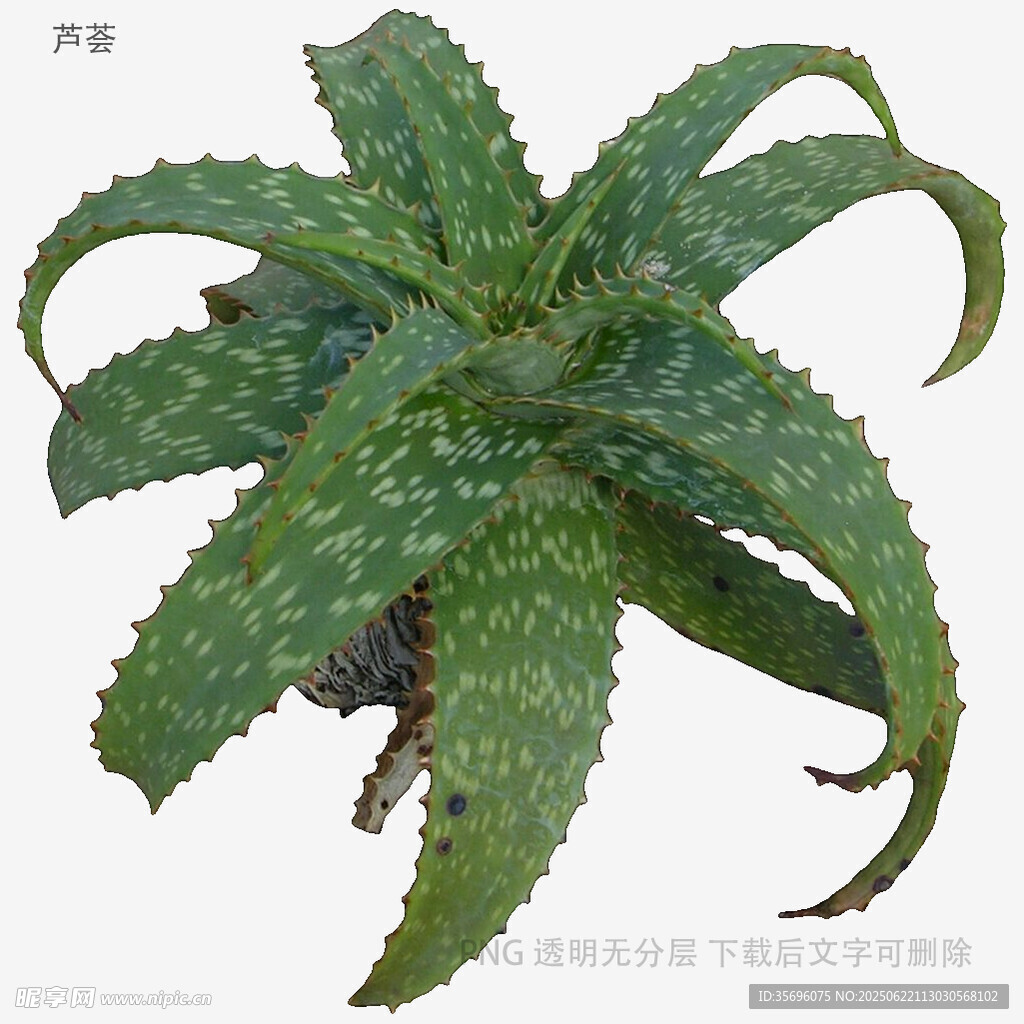 帶刺綠植蘆薈特寫