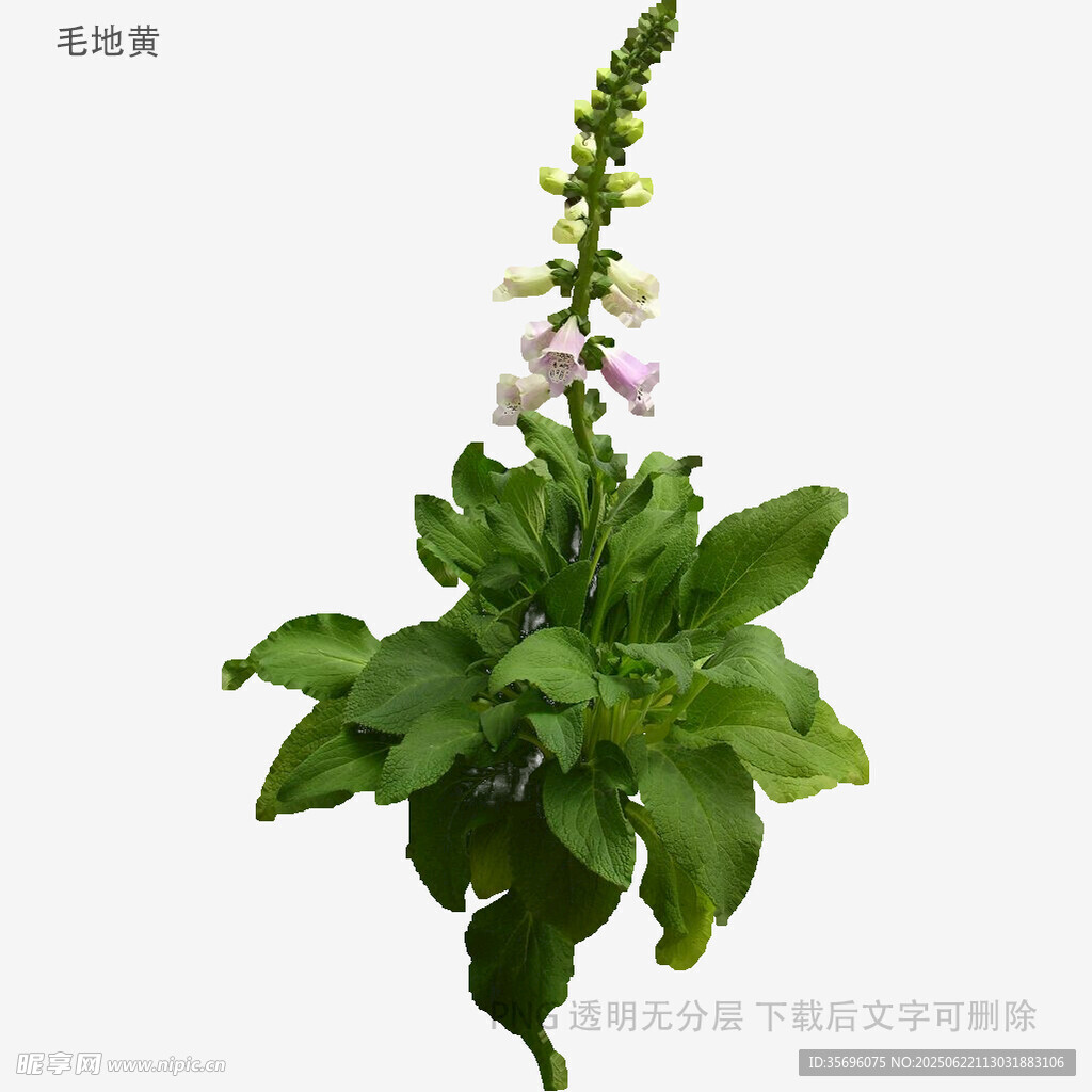 毛地黃植物特寫