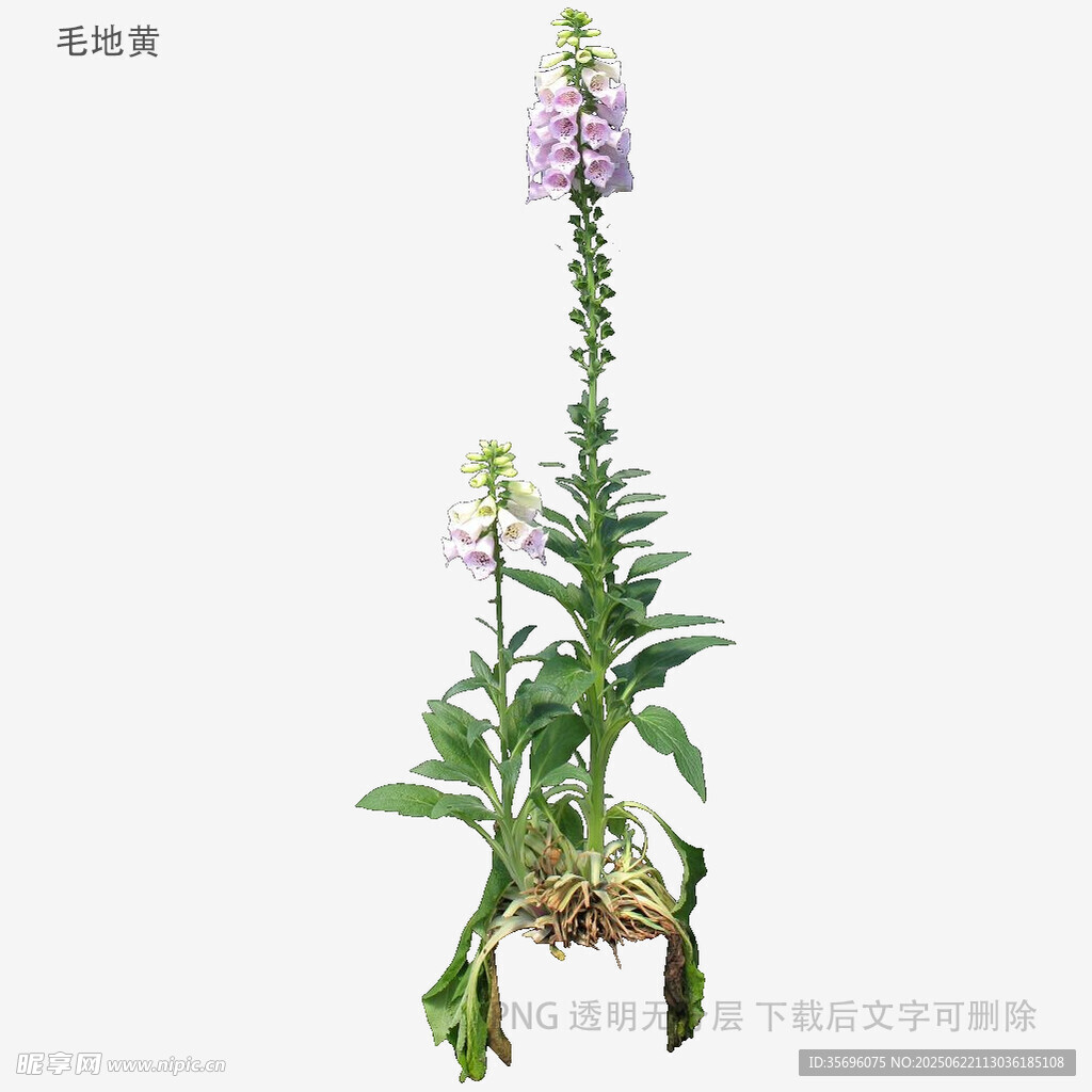 毛蕊花植株特寫