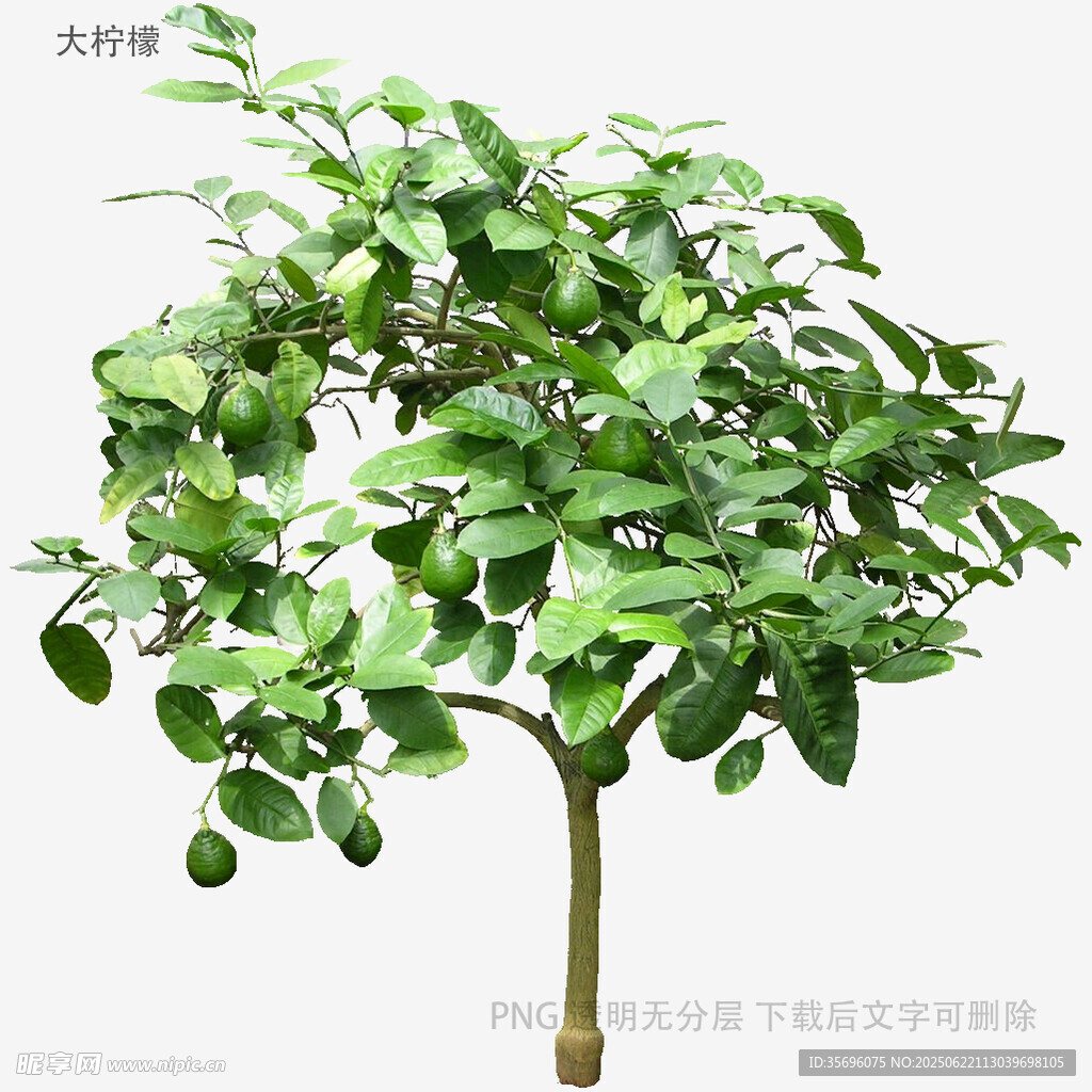 綠葉繁茂的單株小樹