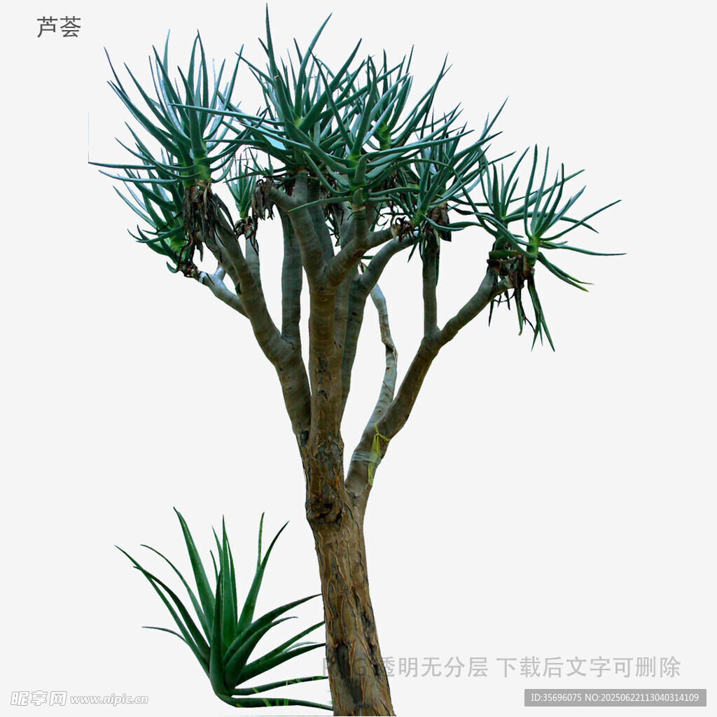 龍血樹植物3D模型展示