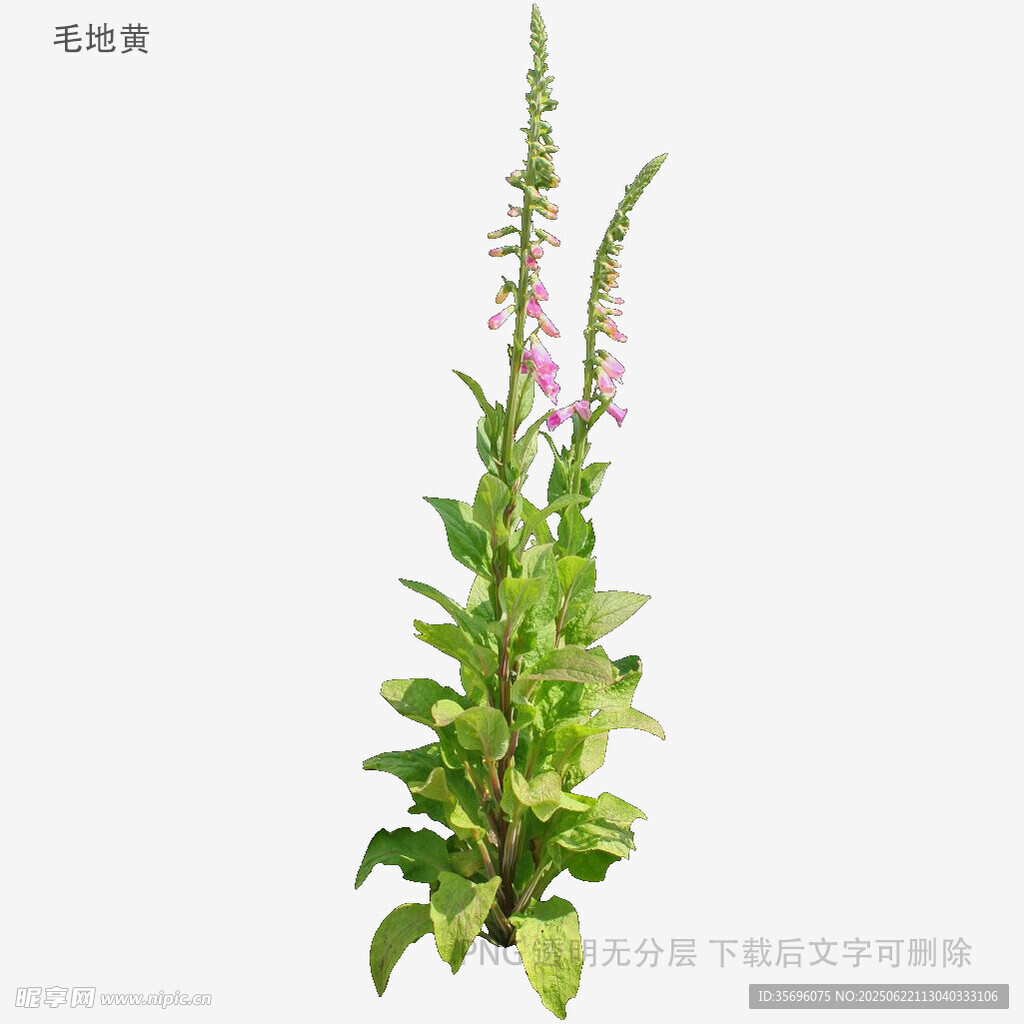 毛蕊花植物特寫(xiě)