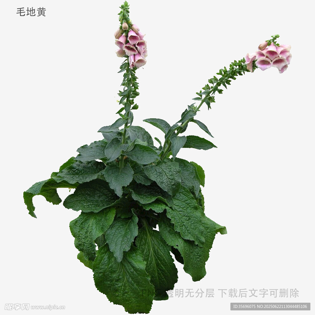 毛地黃植物特寫