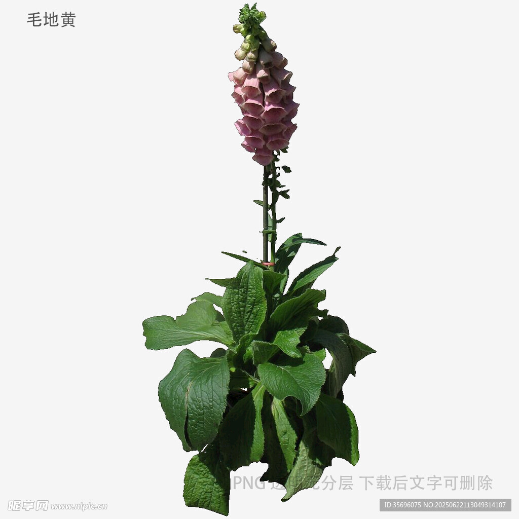 紫色毛地黃植株特寫