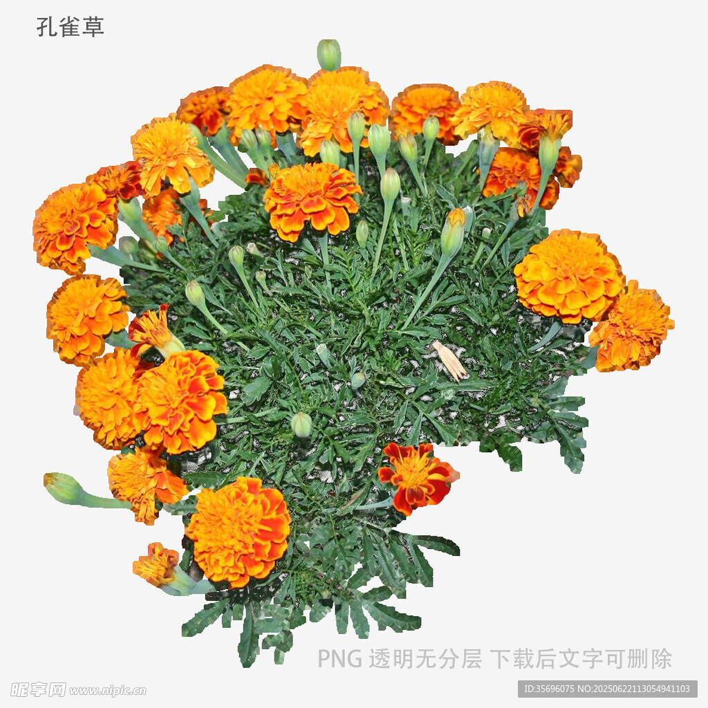 鮮艷橙色萬(wàn)壽菊綻放