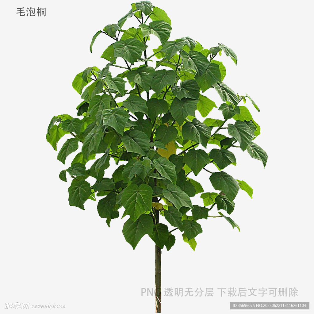 綠葉繁茂的單株樹木