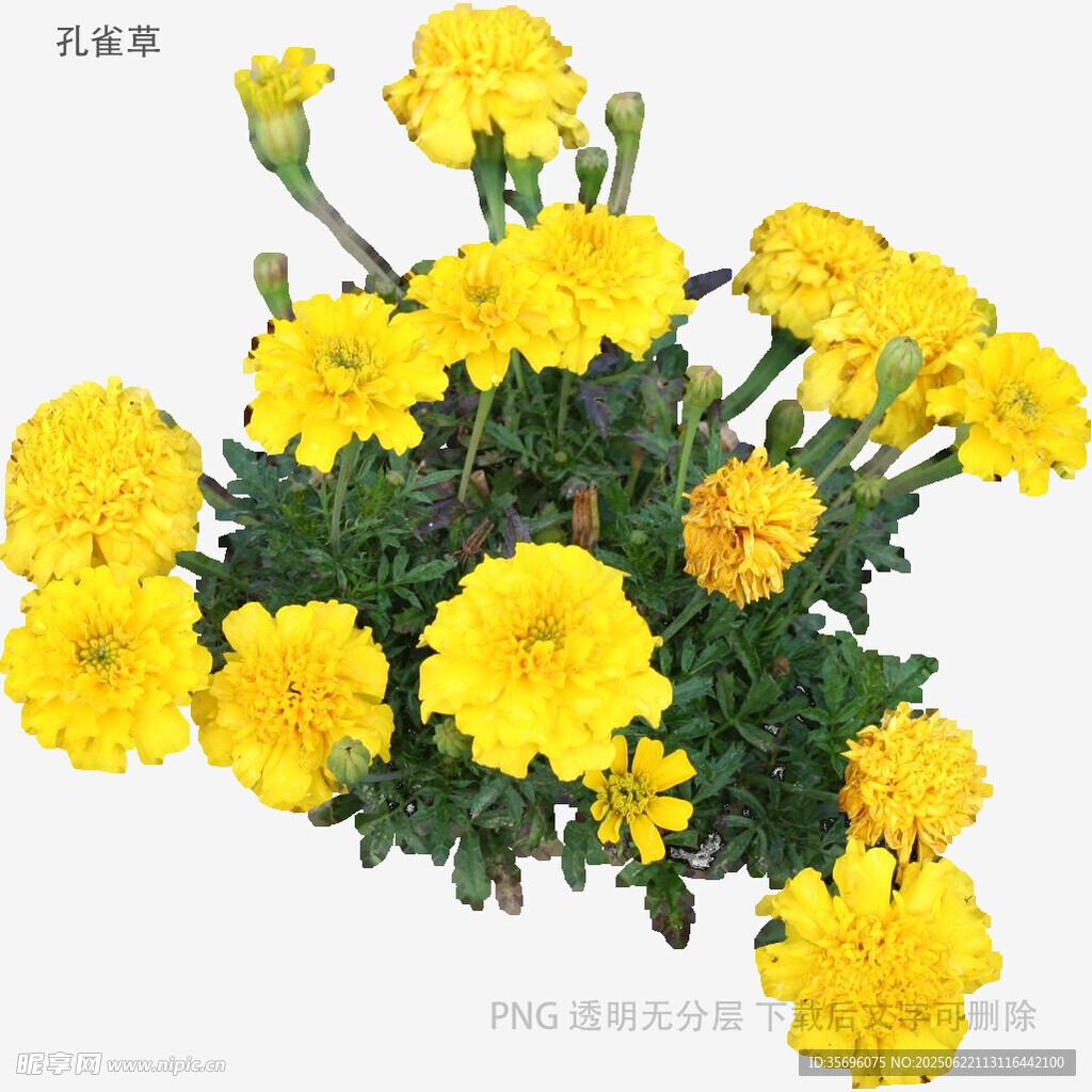 黃色康乃馨花卉特寫