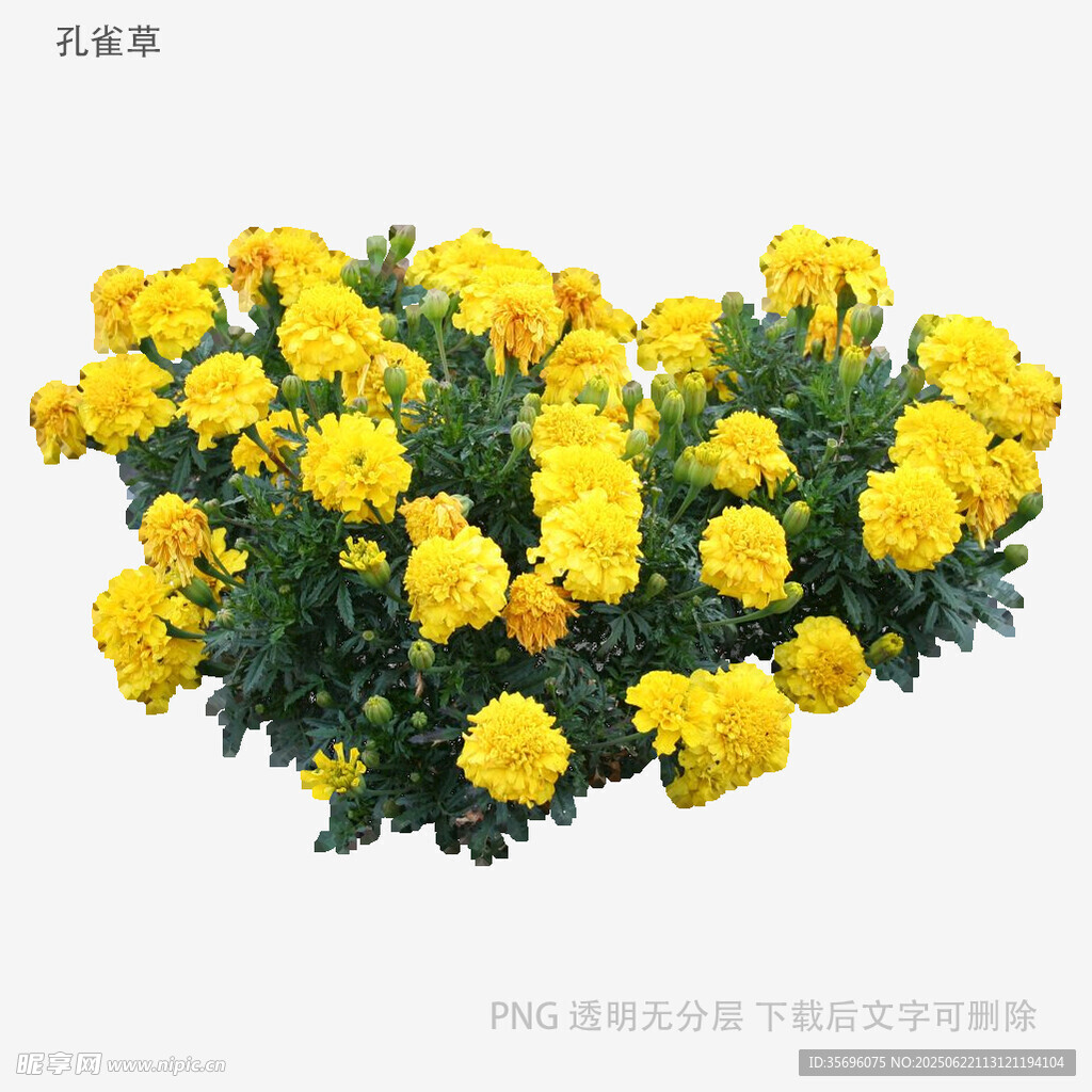 黃色萬(wàn)壽菊盆栽花卉展示