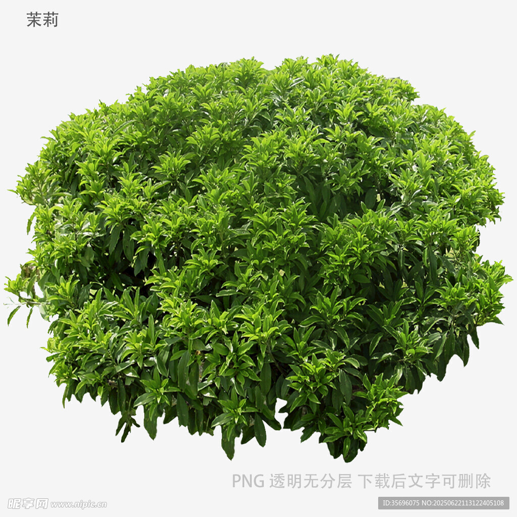茂盛綠植灌木