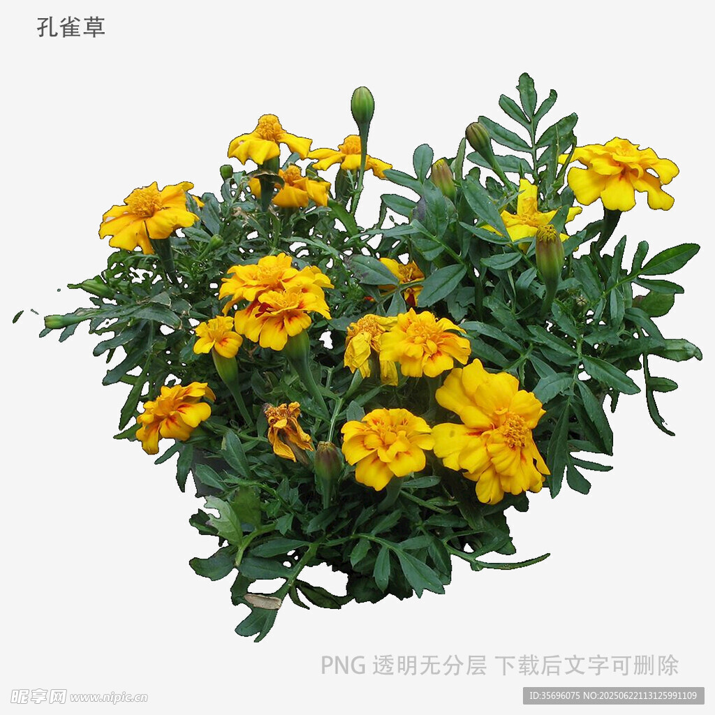 鮮艷黃色萬壽菊盆栽花卉