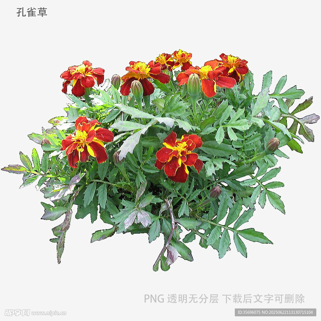 鮮艷萬(wàn)壽菊綻放綠葉間