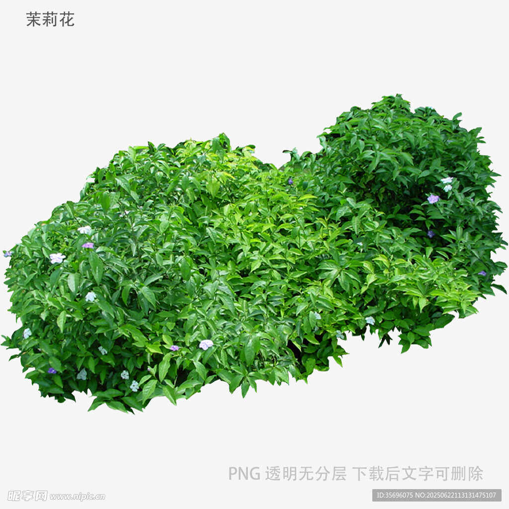 新鮮翠綠的蔬菜植株