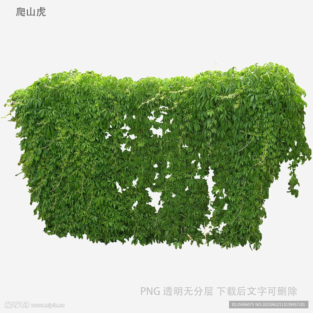 綠色垂掛植物墻裝飾