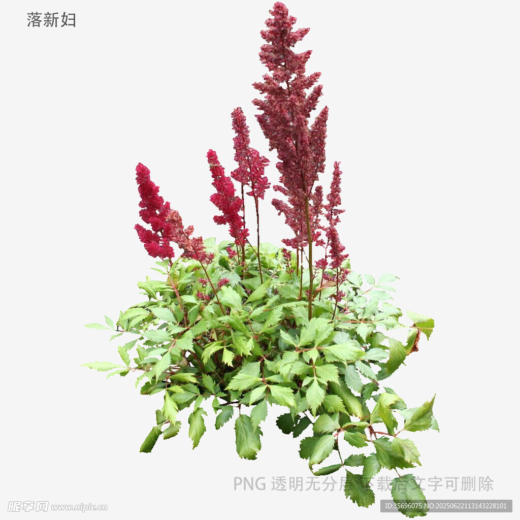 紅色穗狀植物與綠葉組合