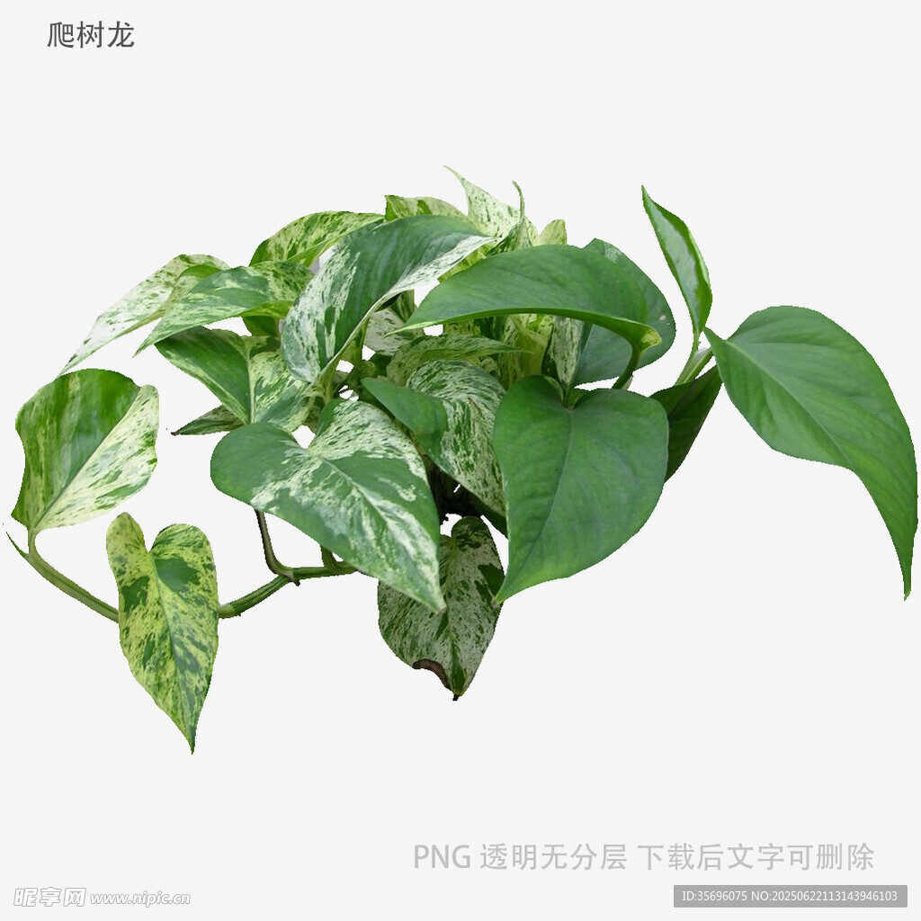 斑葉綠蘿植物特寫