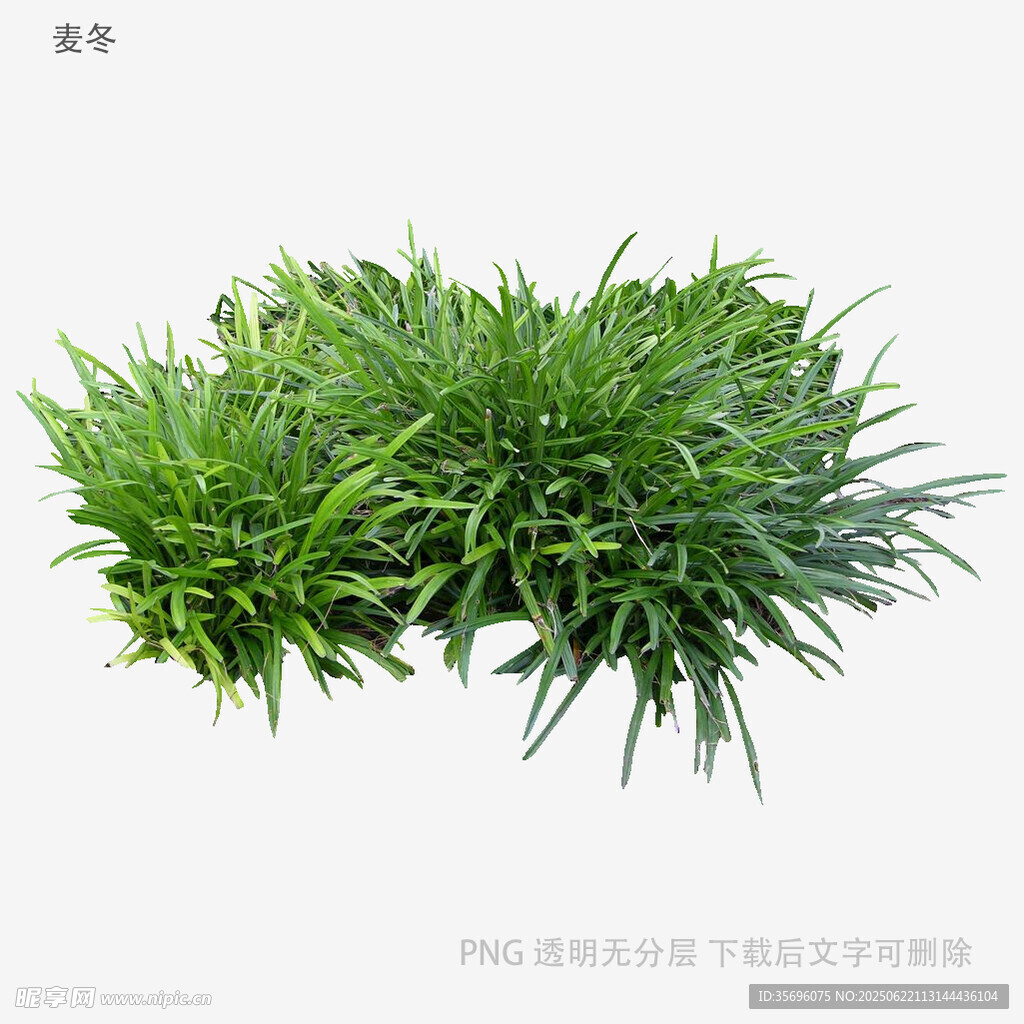 翠綠叢生草