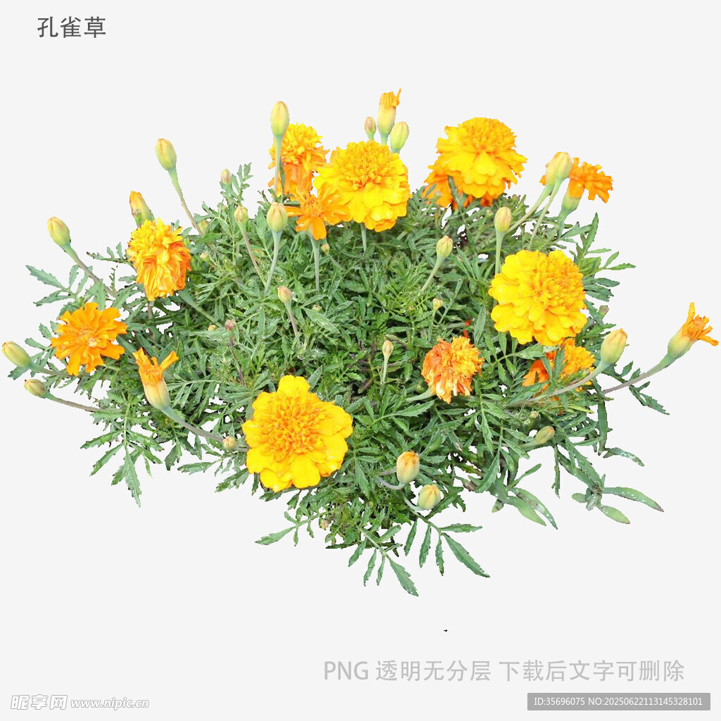 黃色萬壽菊盆栽花卉植物