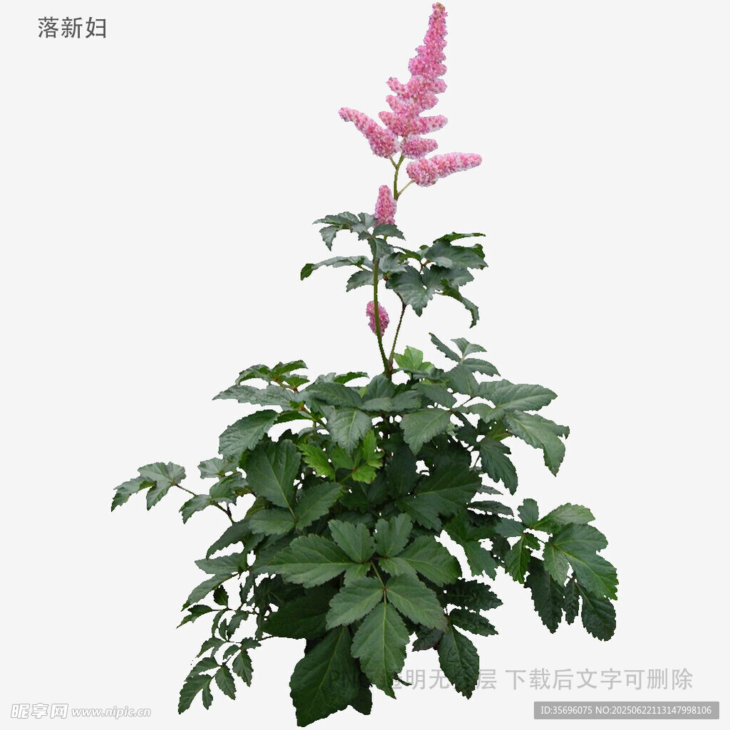 粉色落新婦植物特寫