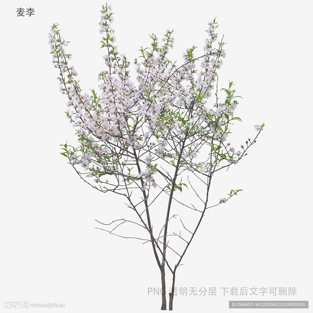 盛開的紫花樹