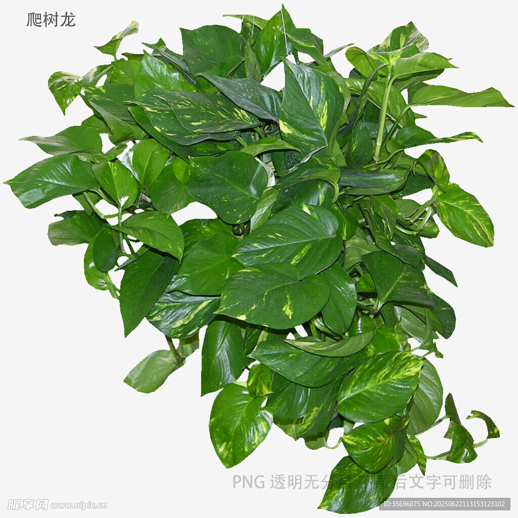 翠綠綠蘿盆栽