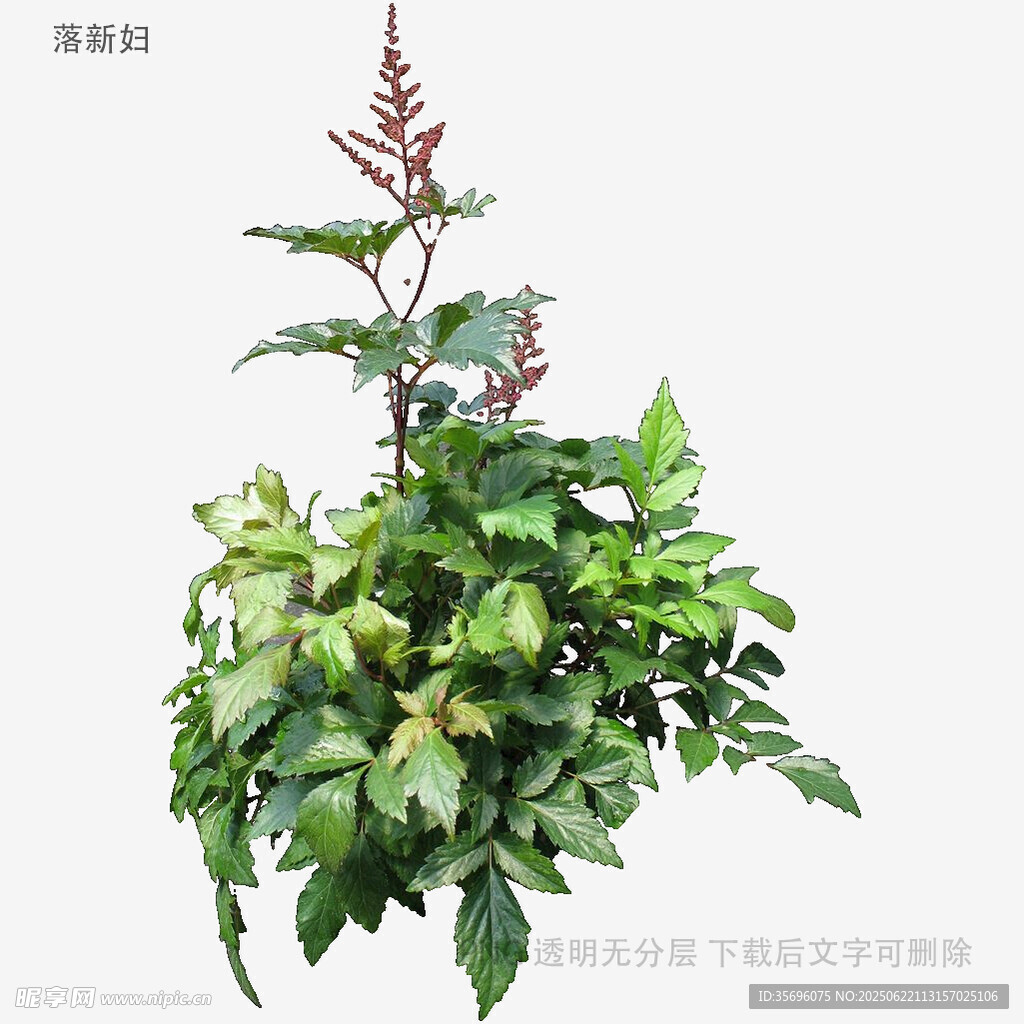 綠葉繁茂的植物盆栽