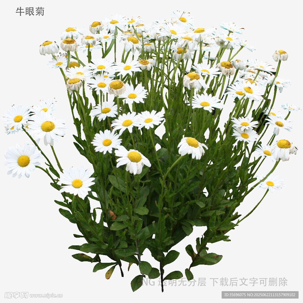 一束清新洋甘菊