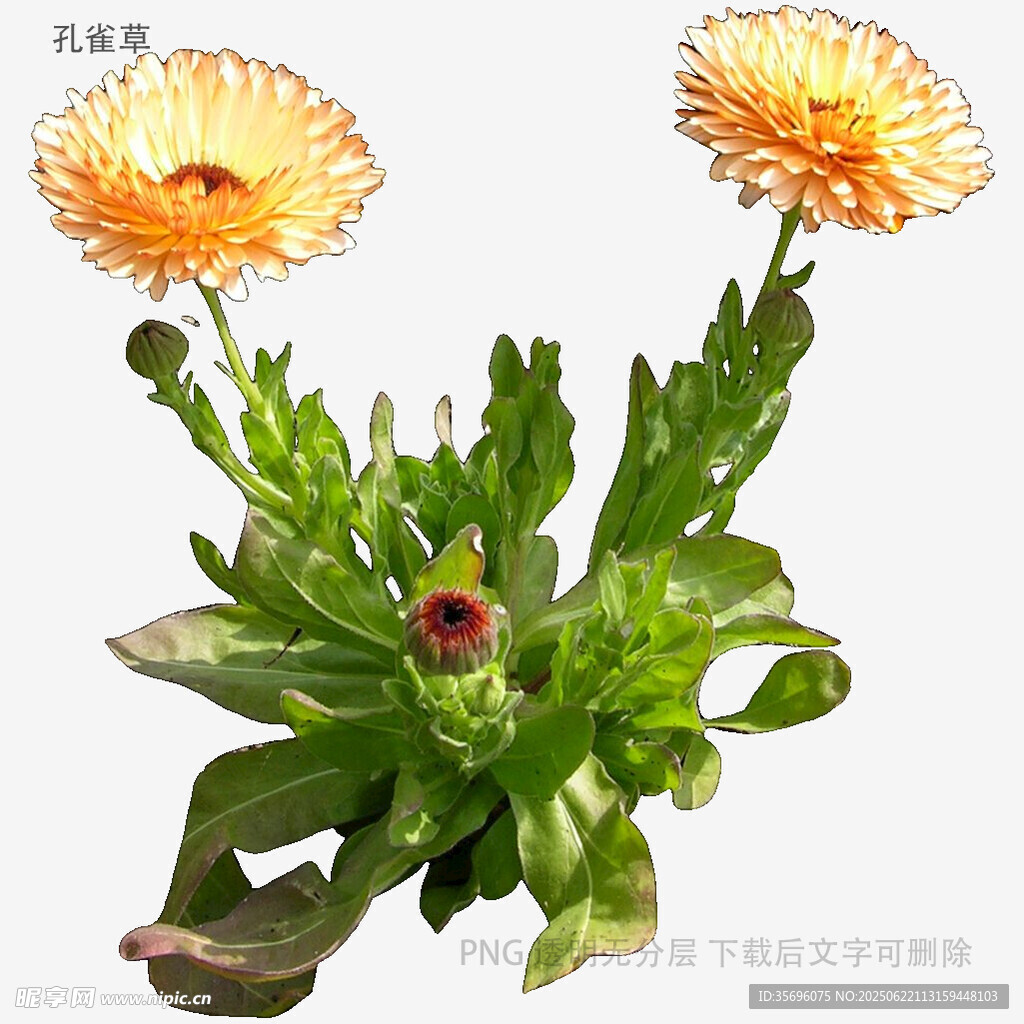 兩朵綻放的橙色菊花