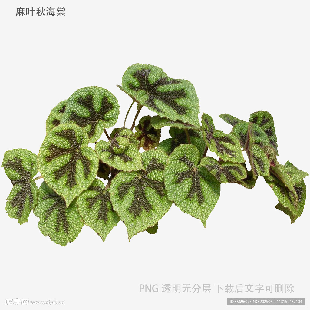 斑斕彩葉芋盆栽