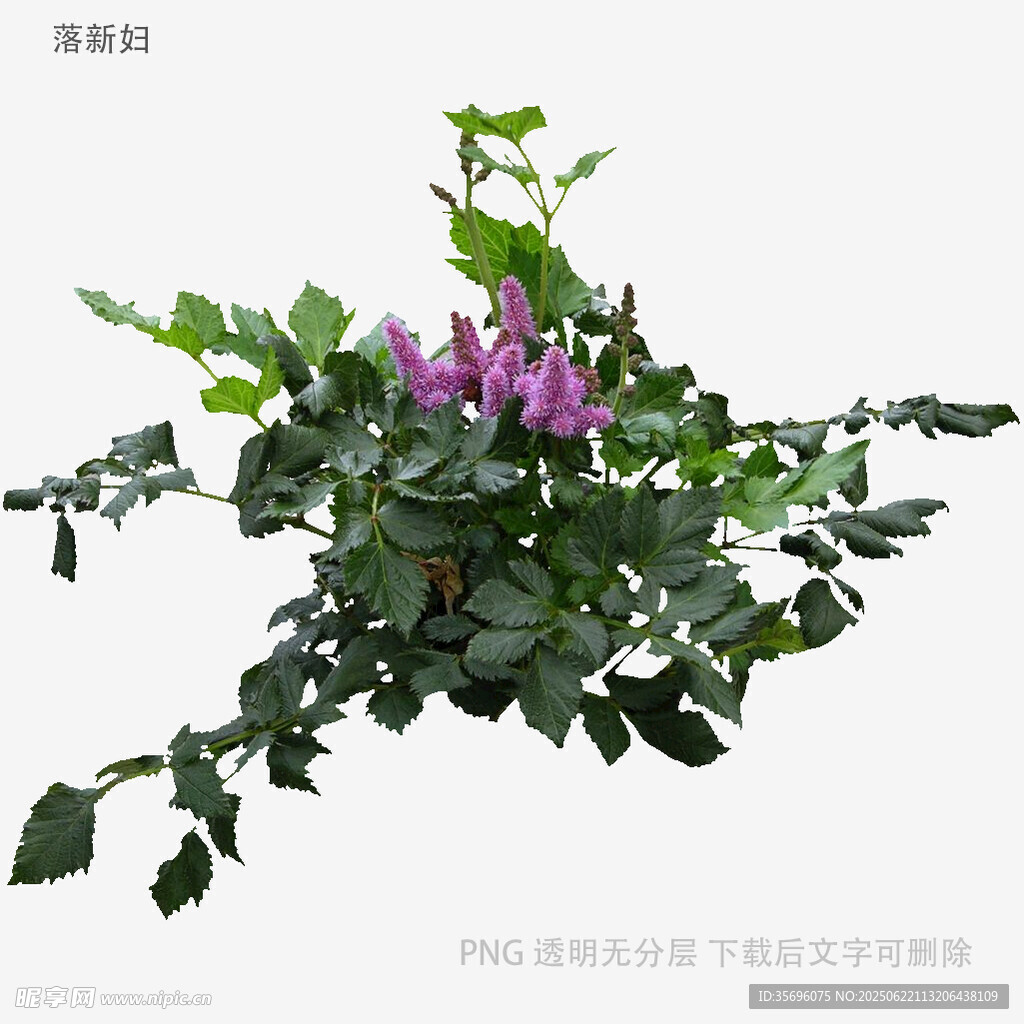 紫色花卉綠植盆栽特寫(xiě)