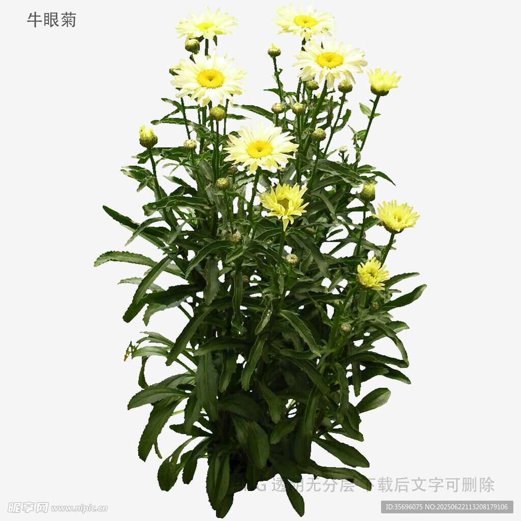 黃色小菊花綠植盆栽