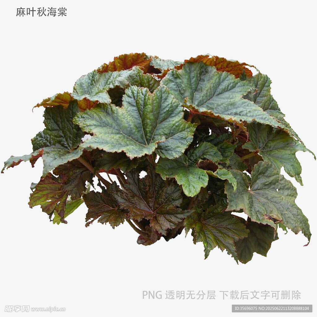 斑葉秋海棠植物特寫