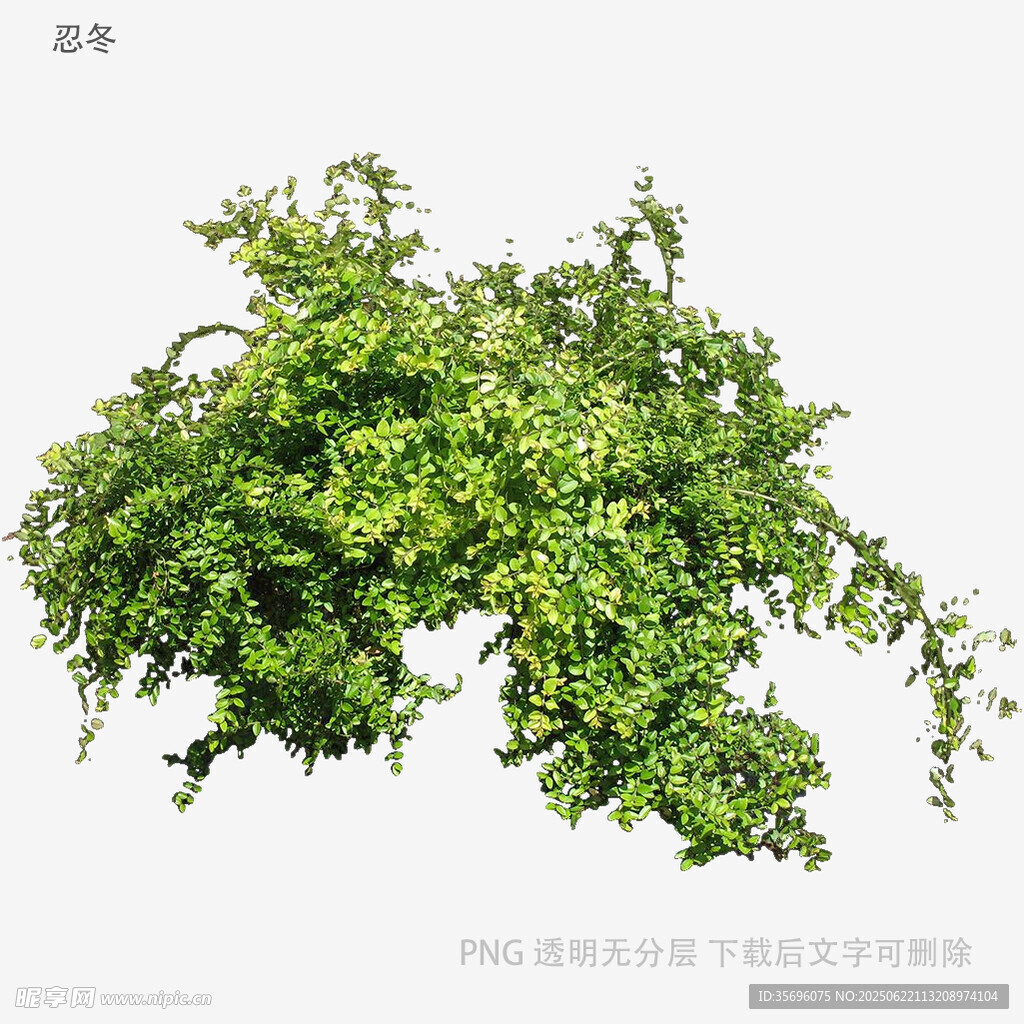 翠綠繁茂的垂吊綠植
