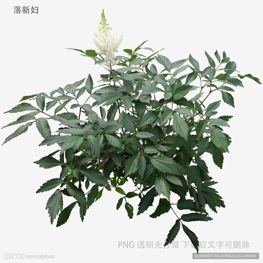 白花綠葉植物特寫