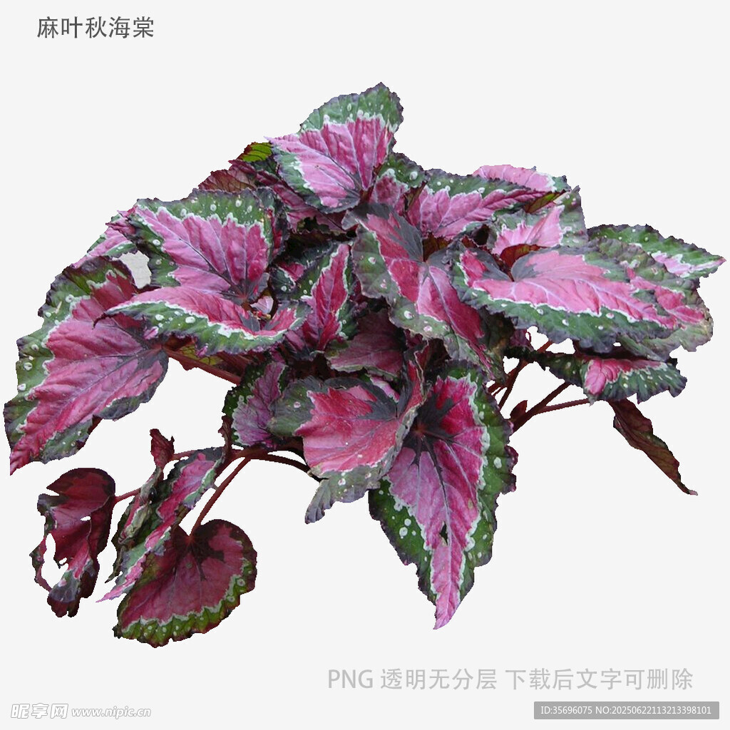 多彩斑紋秋海棠